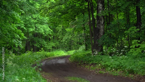 Curved Woodland Path in Summer Forest