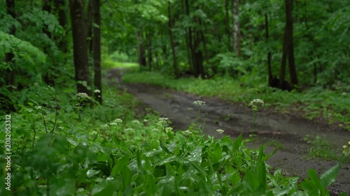 Fresh Green Leaves After Rain in Summer Forest
