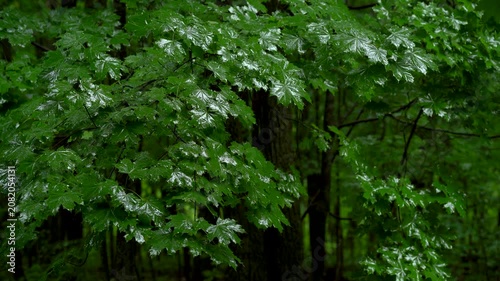 Rain Covered Green Leaves in Summer Forest