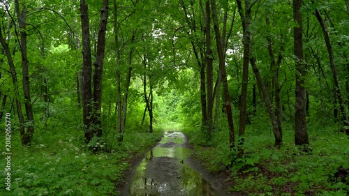 Forest Trail With Rain Puddles After Summer Shower
