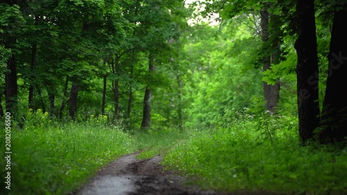 Narrow Forest Trail Through Lush Green Nature