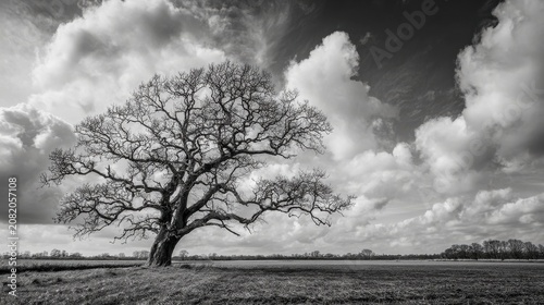 Gnarly wiry bare tree in a farm field under dramatic sky.