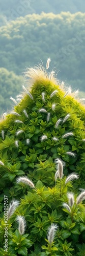 Lush emerald foliage rises to a wispy peak, soft gray tufts dancing in gentle breeze, calm, greenery