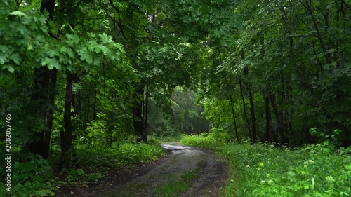 Curving Forest Road Through Rainy Woodland