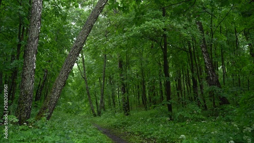 Tall Trees in Dense Green Summer Woodland