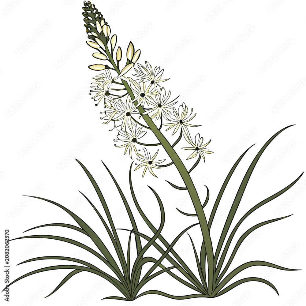 Fototapeta premium xerophyllum tenax bear grass vector design on white