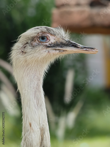a close-up shows a large bird with a long neck, pale gray feathers, and a striking blue eye looking to the right, 02 july 2026 Indonesia