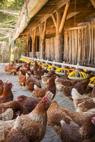 фотографія Large flock of brown hens beside poultry feeders in farm shelter