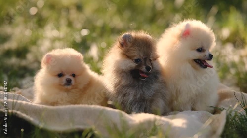 Three cute Pomeranian spitz puppies sitting together on a blanket on green grass in a summer park.