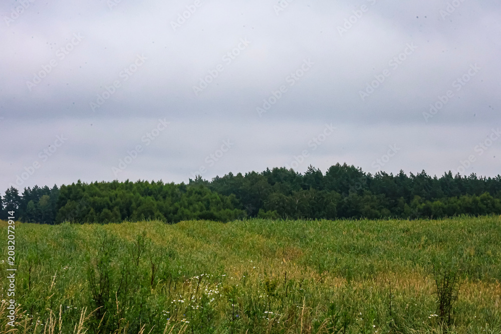 Obraz premium Lush green field with a forest backdrop under a cloudy sky