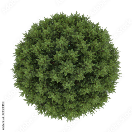 A top-down view of a dense coniferous tree with vibrant emerald needles radiating from a central trunk on a white background, concept of botanical precision
