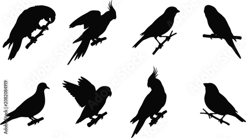 Foto Bird Silhouette Collection with Parrot Cockatiel Dove and Songbird Perched Vecto