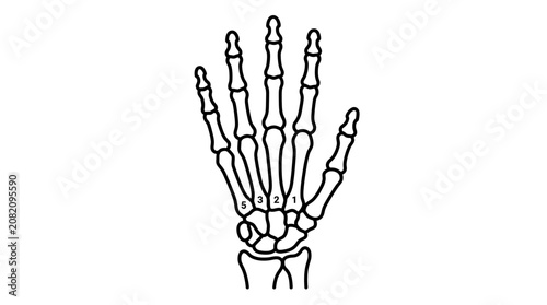 Canvastavla Anatomical Illustration of Human Hand Bones