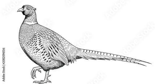 Detailed black and white ink drawing of a pheasant bird standing on one leg showing intricate feather patterns and a long pointed tail.