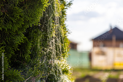Spider web formed on a plant near a house under sunlight