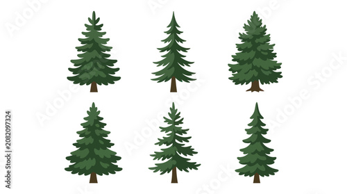 Conifer tree illustrations