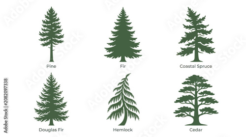 Conifer tree silhouettes collection