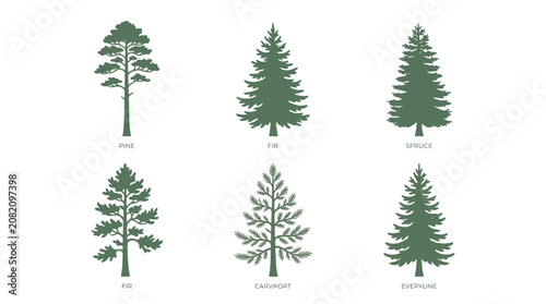 Coniferous tree silhouettes collection