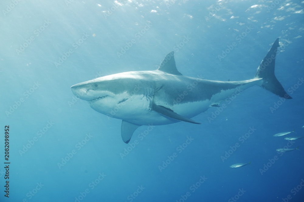 Naklejka premium Great white shark in the Pacific Ocean