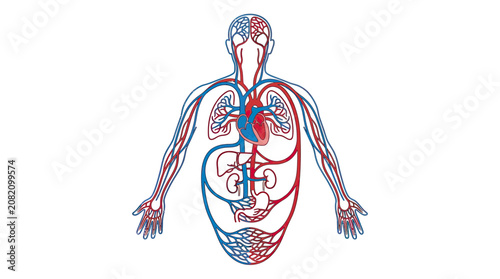Tableau sur toile Human Circulatory System Anatomy Diagram - Heart, Arteries, Veins