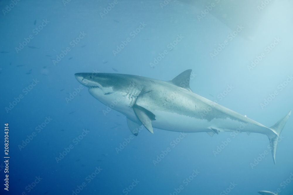 Fototapeta premium Great white shark in the Pacific Ocean