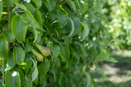 Cluster of unripe pears hanging among glossy green leaves on backyard . High quality photo