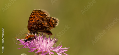 Obraz na płótnie Wide panoramic macro photograph of an orange fritillary butterfly (Melitaea) and a small beetle on a purple knapweed flower with copy space on a soft green background