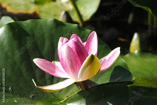 Obraz na plátně 花　 植物 　池　 flowers plants ponds