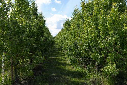 Row of leafy pear trees forming shaded grassy alley under blue sky with clouds. High quality photo
