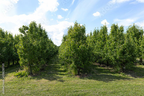 Leafy fruit tree rows forming narrow paths through sunlit orchard, green grass below . High quality photo