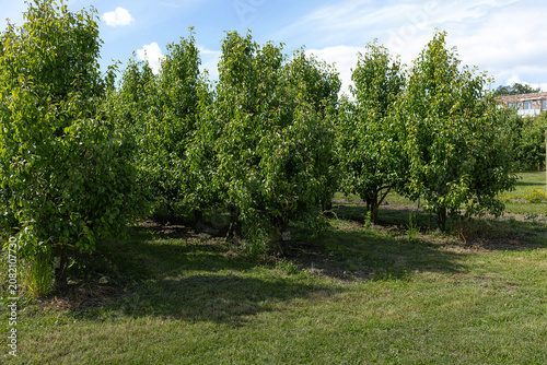 Row of pruned young fruit trees with compact green canopies in sunlit orchard, visible trunks. High quality photo