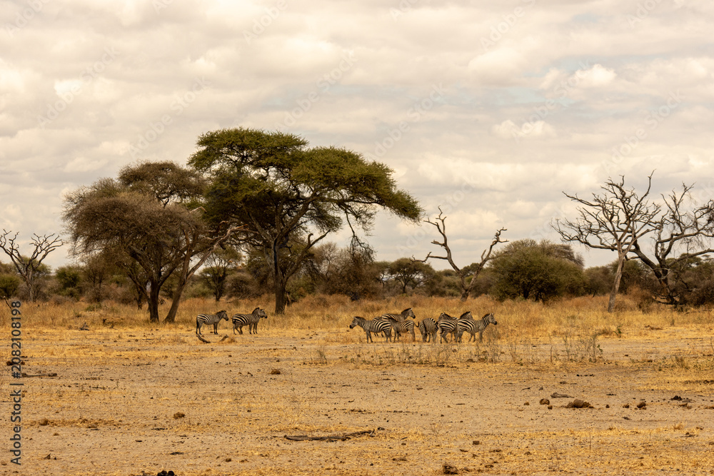 Fototapeta premium Herd of plains zebras grazing in the open savanna of Tarangire National Park Tanzania