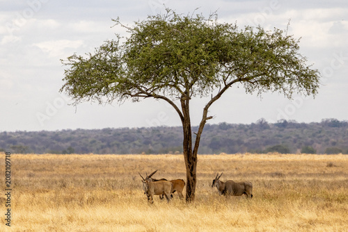 Canvas Print Common eland standing in the shade of a lone tree in Tarangire National Park Tan