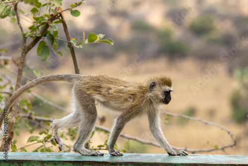 Photography Vervet monkey walking along a green wooden railing in Tarangire National Park Ta
