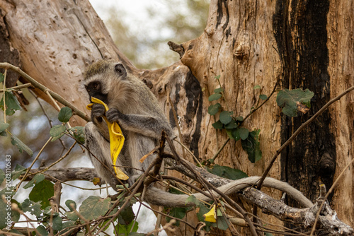 Tableau sur toile Vervet monkey perched in a tree eating a banana peel in Tarangire National Park