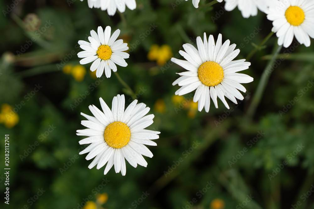 Fototapeta premium Chamomile flower heads grow on green grass background. Wild daisy plants blooming in countryside field serve as organic botanical texture for environmental backdrop or herbal tea packaging.