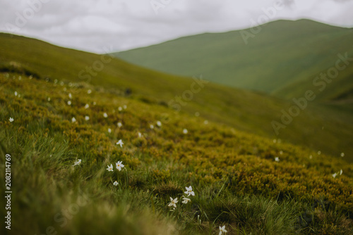 Obraz na plátně Rare wild narcissus scattered on green Carpathian mountain slope under cloudy sky