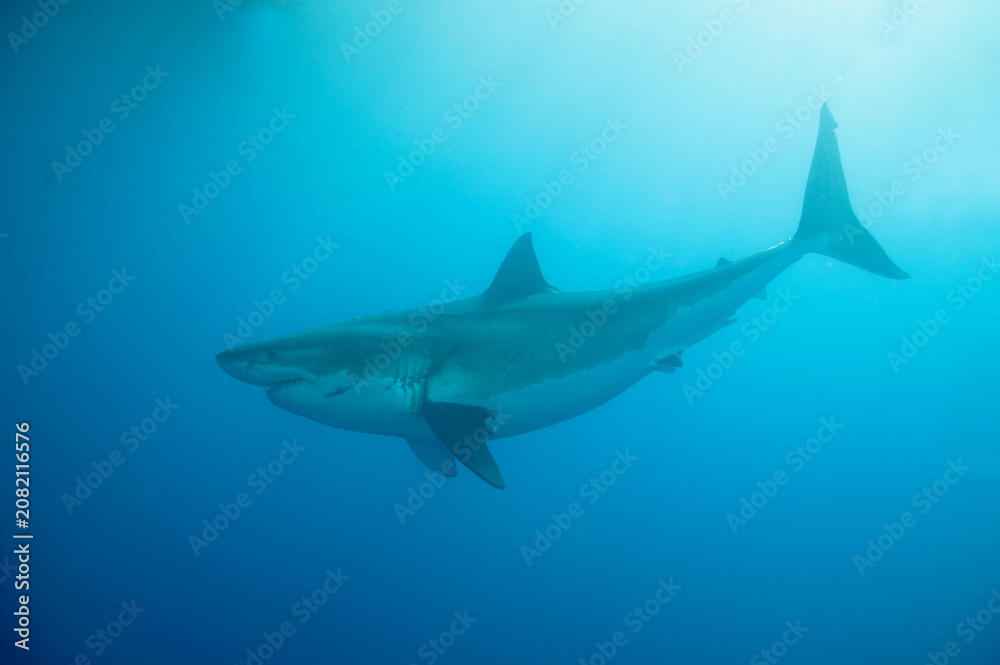 Obraz premium Great white shark in the Pacific Ocean