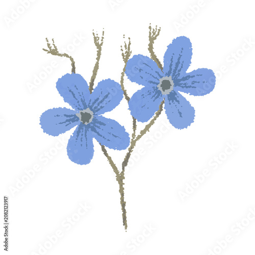 Beautiful hand-drawn blue forget me not flowers in crayon texture. Cute botanical illustration isolated on white background for wedding card, patterns, and rustic craft designs