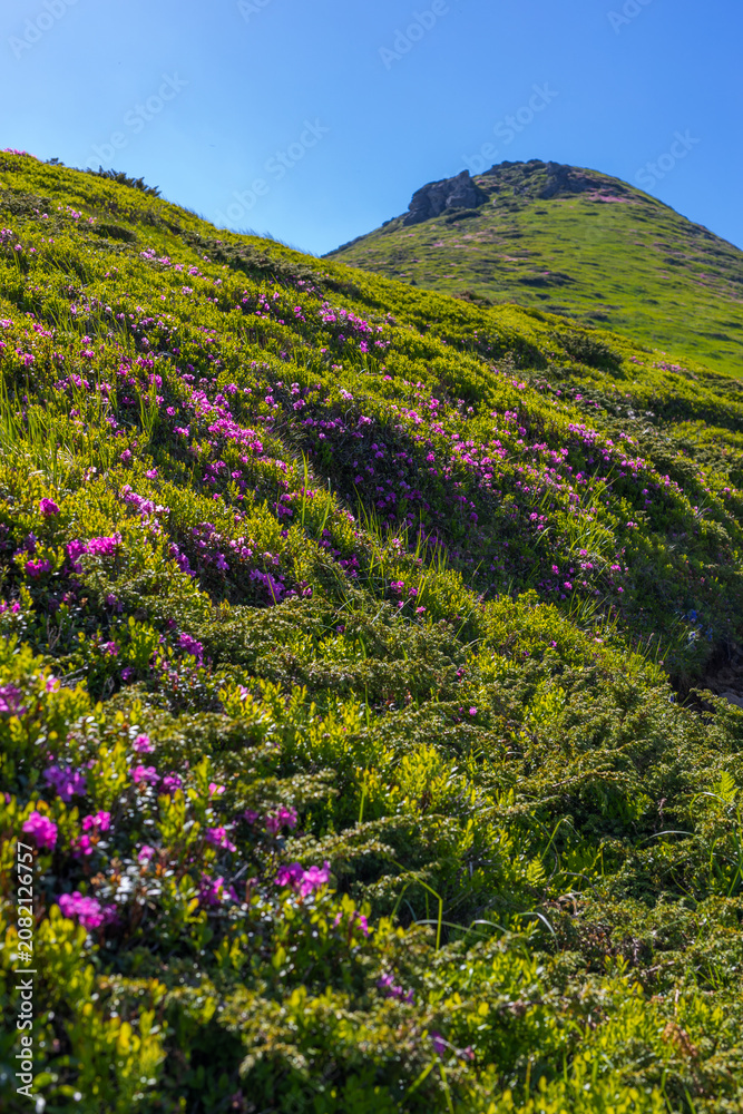 Fototapeta premium Lush green mountain hillside with purple wildflowers and clear blue sky for nature background and landscape wallpaper design
