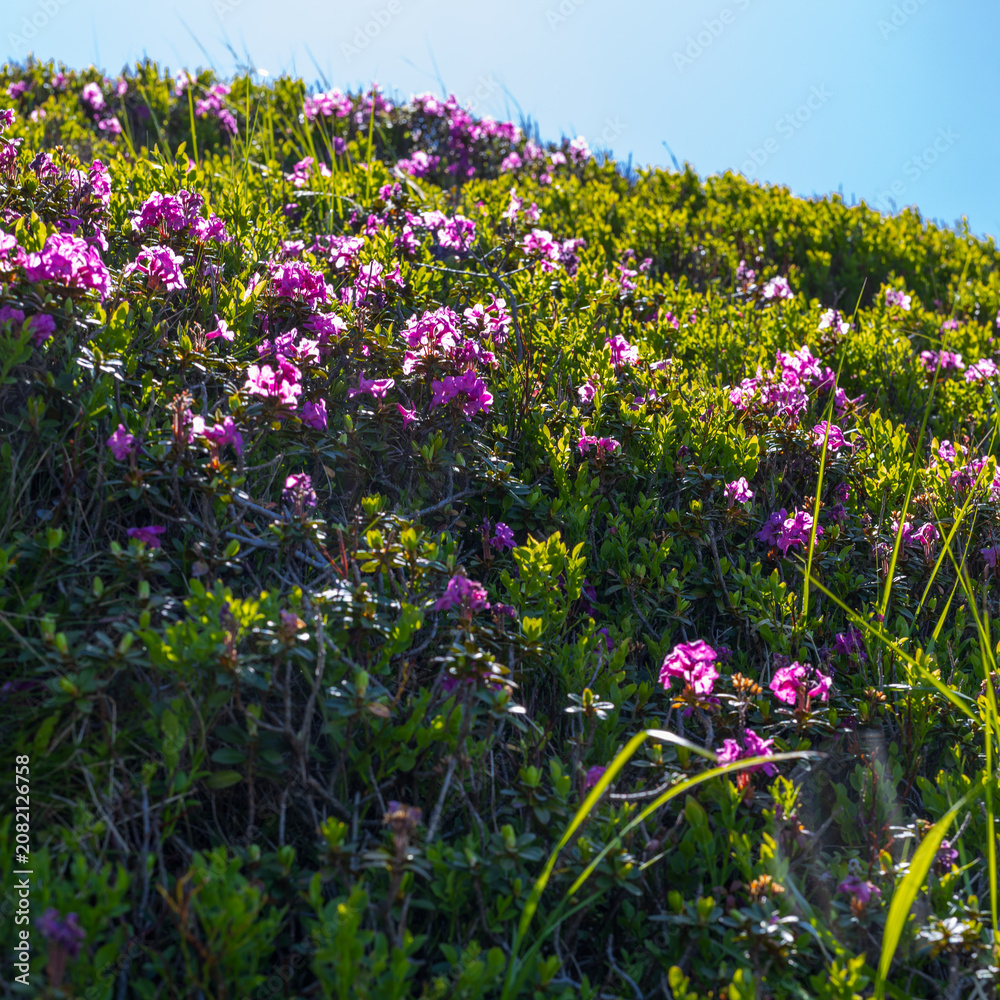 Fototapeta premium Low angle sunlit hillside with vibrant pink wildflowers and lush green grass for spring nature poster and background use