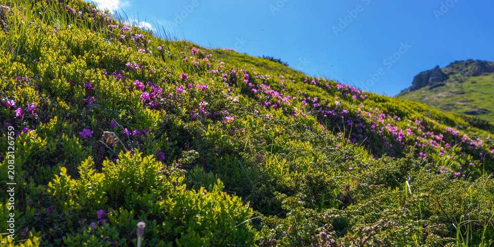 Fototapeta premium Low angle hillside with blooming pink flowers and bright blue sky for scenic background and outdoor wallpaper