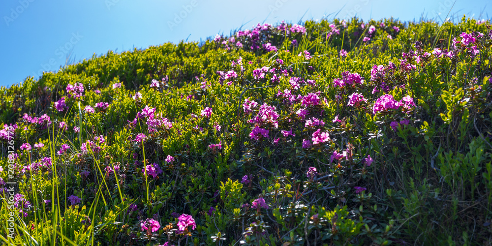 Fototapeta premium Close view of a sunlit hillside with dense clusters of pink wildflowers and tall green grass for spring botanical background and banner
