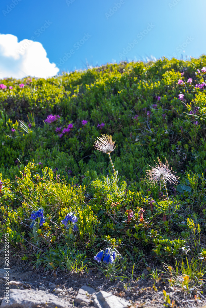 Fototapeta premium Alpine wildflowers and seedheads on a sunlit hillside with blue sky for floral background and nature banner design