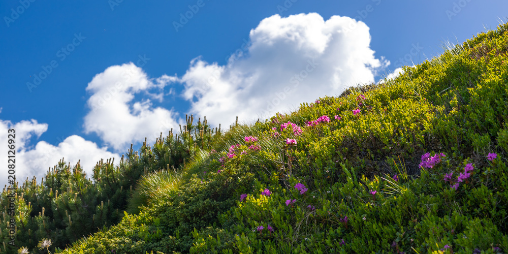 Fototapeta premium Panoramic alpine hillside with green shrubs and pink wildflowers under blue sky and clouds for landscape wallpaper and nature banner design