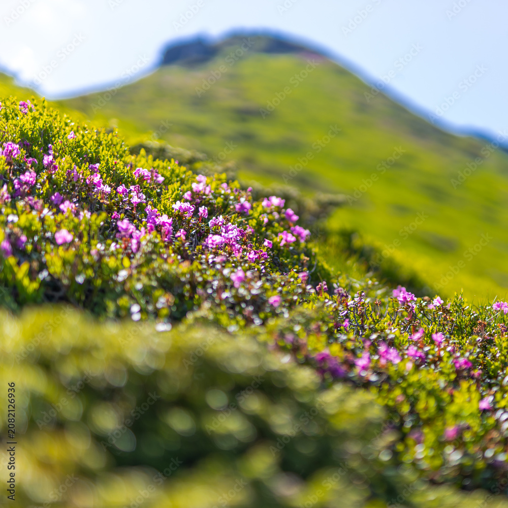 Fototapeta premium Close up alpine pink rhododendron flowers on a green mountain slope for nature background and wallpaper