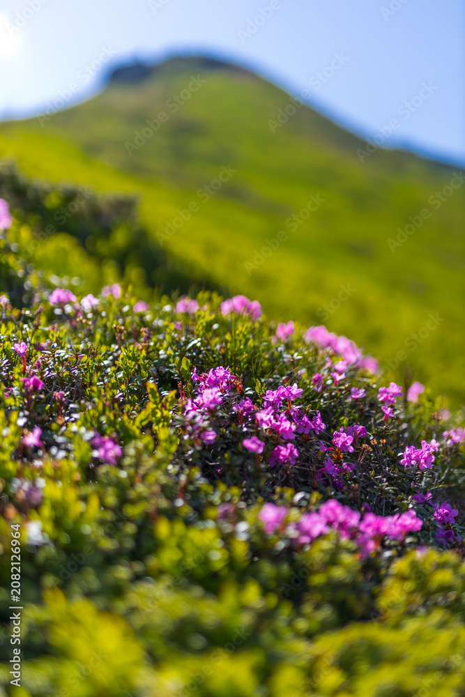 Fototapeta premium Alpine mountain rhododendron flowers landscape background with pink blooms for nature poster banner and wallpaper design