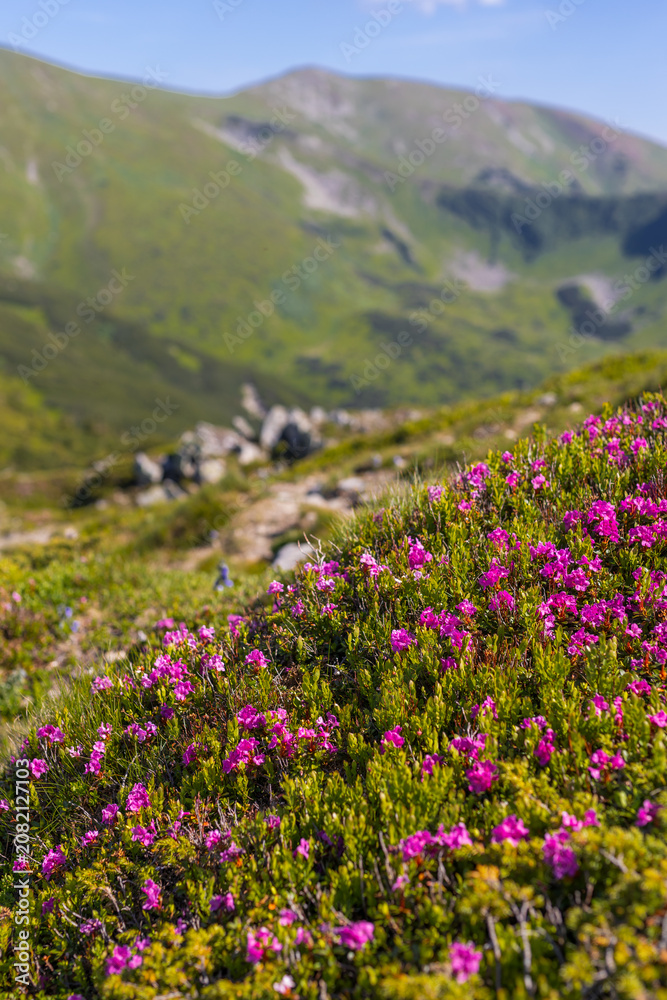 Fototapeta premium Vertical composition of mountain hillside with bright pink alpine blooms and rolling green ridges for wallpaper design