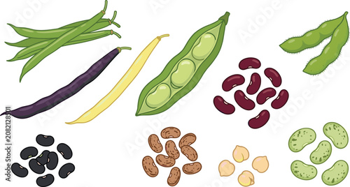 Tableau sur toile Fresh Legumes and Beans Vector Variety Set Featuring Green Pods Soybeans Kidney