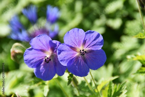 Lovely cranesbill flowers in a garden.